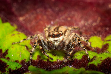 spider on a leaf