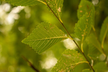 Obraz premium green leaf in the forest