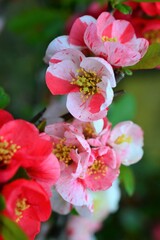 ボケ(木瓜)の花　絞り柄