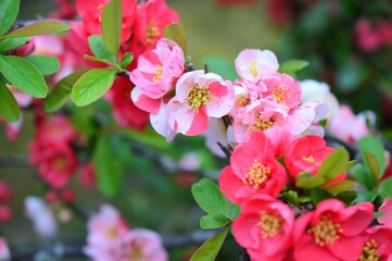 木瓜の花　赤、ピンク、絞り柄、白色