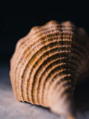 Close up of a seashell