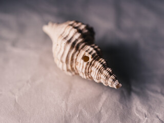 Close up of a seashell