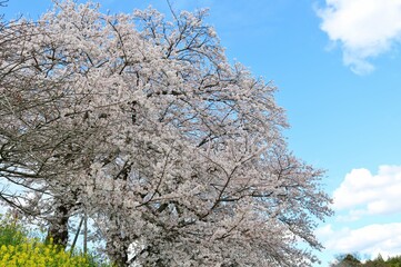 Obraz na płótnie Canvas 穏やかな春の日　きれいに咲き誇る桜の花　公園の風景
