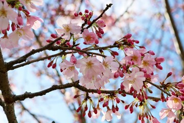 春を彩る桜の花　水辺の風景