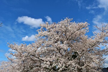 春空に爽やかに咲く桜の花　穏やかな陽ざし　風景