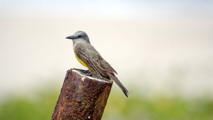 Tropical kingbird (Tyrannus melancholicus) perched on a post in Canoa, Ecuador