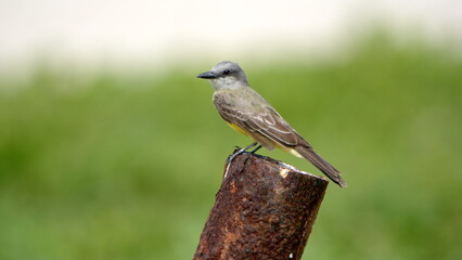 Tropical kingbird (Tyrannus melancholicus) perched on a post in Canoa, Ecuador