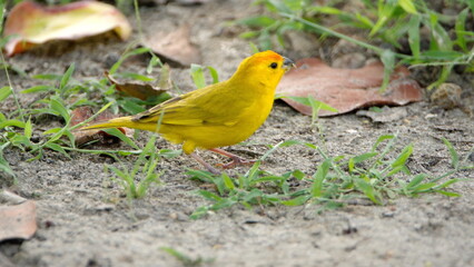 Saffron finch (Sicalis flaveola) in a park in Canoa, Ecuador