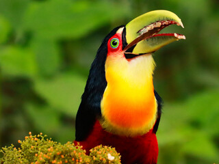 Tucano-de-bico-verde (Ramphastos dicolorus)