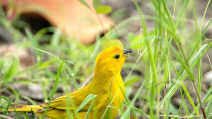Saffron finch (Sicalis flaveola) in a park in Canoa, Ecuador