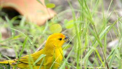 Saffron finch (Sicalis flaveola) in a park in Canoa, Ecuador