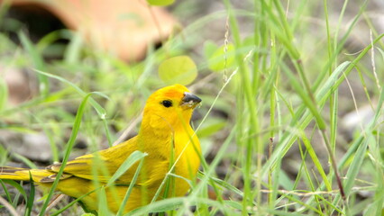 Fototapeta premium Saffron finch (Sicalis flaveola) in a park in Canoa, Ecuador