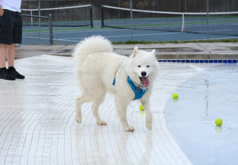 Samoyed dog walking at edge of swimming pool with tennis balls on ground