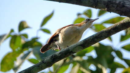 Pale-legged hornero (Furnarius leucopus) perched in a tree in Canoa, Ecuador