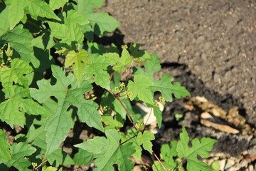 「ノブドウ」の葉