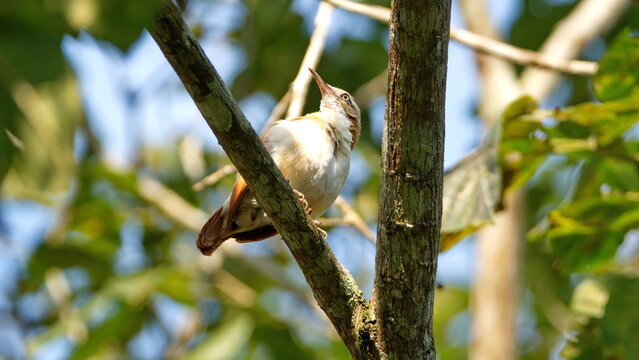 Pale-legged hornero (Furnarius leucopus) perched in a tree in Canoa, Ecuador
