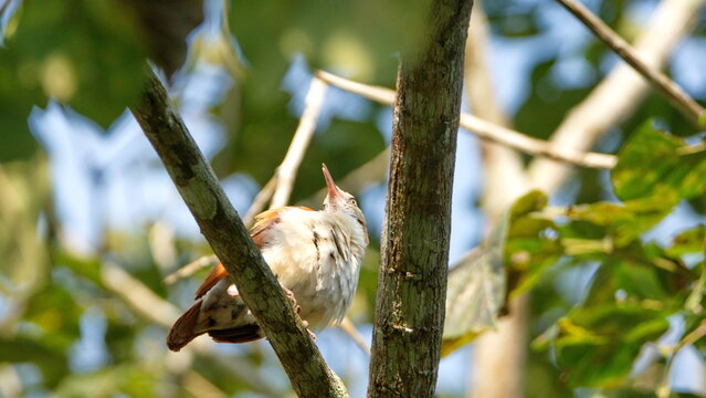 Pale-legged hornero (Furnarius leucopus) perched in a tree in Canoa, Ecuador
