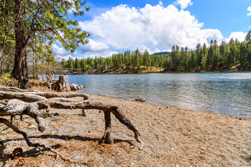 Tree branches lifted off of the the sandy beach along the Spokane River at Kiwanis Park in rural Post Falls, Idaho, USA
