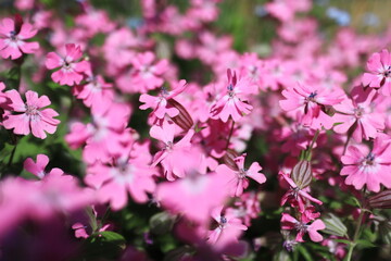 Naklejka premium ピンク色の可愛いシノグロッサムの花