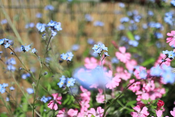 可愛い勿忘草の花