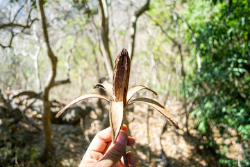 SEMILLA