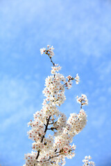 푸른 하늘을 배경으로 만개한 벚꽃