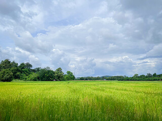 Green rice paddies and thick cloudy skies.