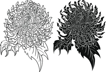 colorful flower with chrysanthemum for printing on background. Chrysanthemum flower vector for tattoo design.Japanese floral illustration for doodle art on white isolated background.