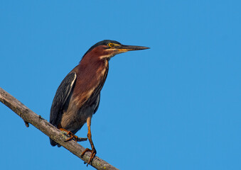 A little green heron perched on a tree