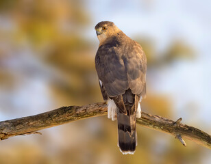Cooper's hawk perched on a tree waiting for a meal