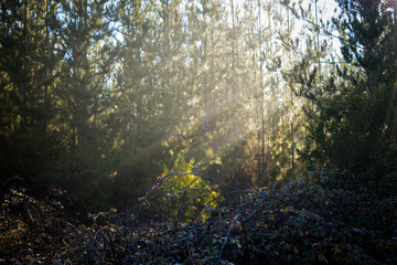 sun rays in the forest