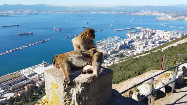 Barbary apes grooming on the rock of Gibraltar.  Town in background