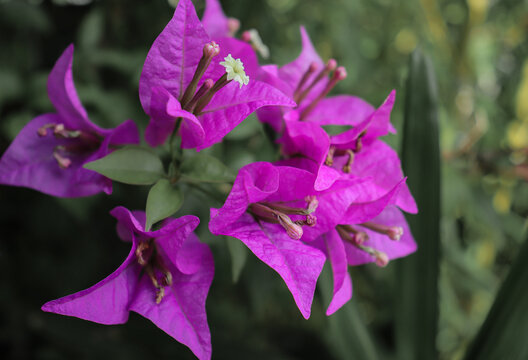 Bougainvillea Glabra Flowers