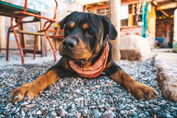 Perro rottweiler