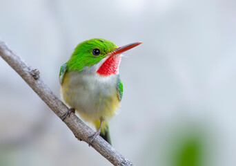 A cute little Puerto Rican Tody perched