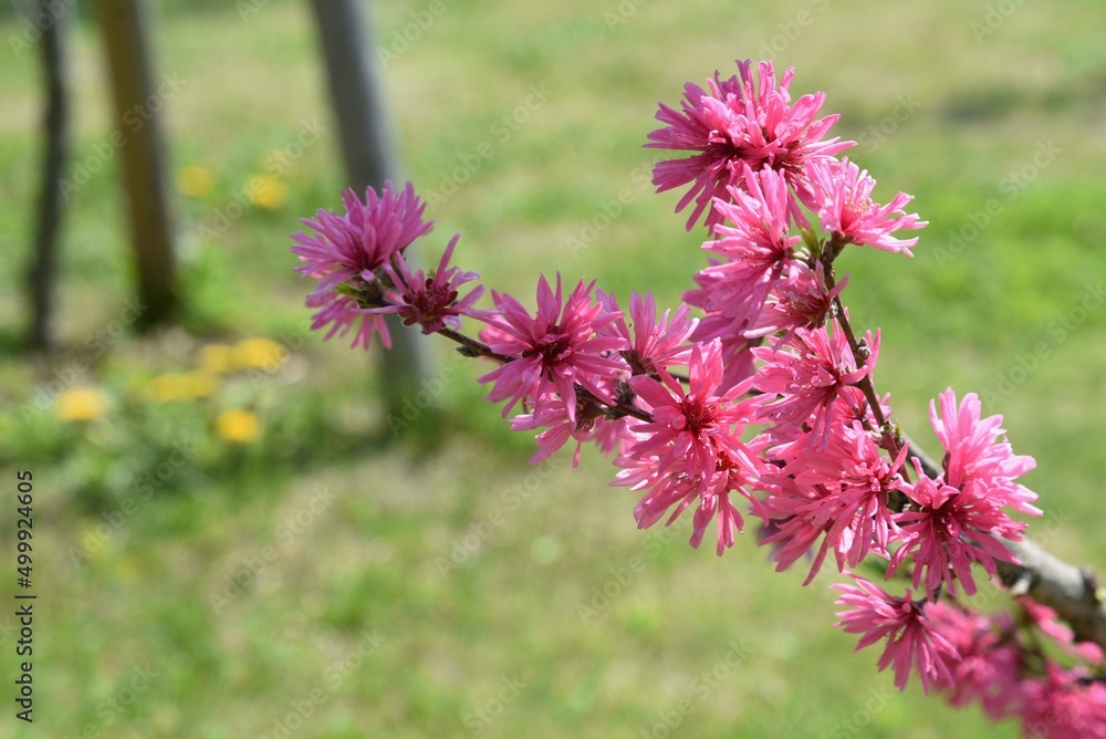 Sticker amygdalus persica blossoms. rosaceae deciduous tree. the deep red double flowers bloom from late mar