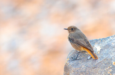 Black Redstart perched on a rock in the desert