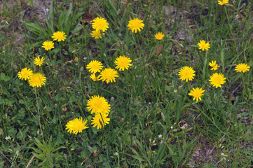群生するタンポポモドキ（北海道・知床）
