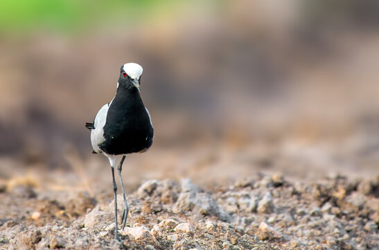 Blacksmith Lapwing foraging for food in Africa