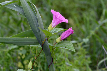 ヒルガオ（北海道・鶴居村）
