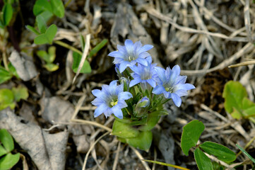 フデリンドウ（北海道・知床）
