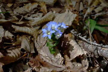 フデリンドウ（北海道・アポイ岳）
