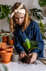 Teenage girl planting ficus lyrata in new soil. Denim overalls. Montessori education.