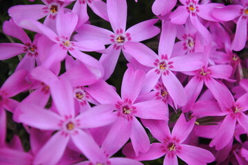 庭に咲くピンク色の芝桜です。星のような形、ピンク色、一面に咲く、春の芝桜