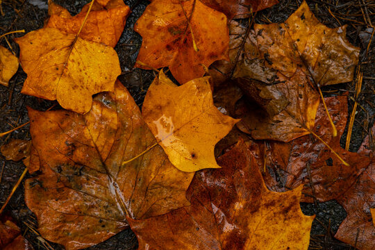 Wet autumn leaves background photo in top view