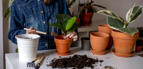 Teenage girl eco friendly pours earth into pot with ficus. Plant transplantation process.