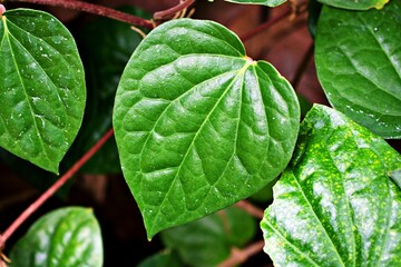 Closeup green leaf Betel plant ,Piper betle ,Piperaceae ,Which includes pepper and kava ,Paan ,Piper sarmentosum Herb plant, Cha plu