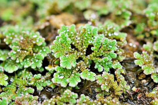 Closeup green plant Azolla filiculoides ,Pacific Mosquito Fern ,American Water Fern ,Pacific Azolla ,red water velvet ,fairy moss 