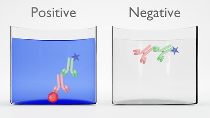3D illustration of indirect ELISA, immunoassay. Cross section of well. Reporter molecule-label antibody binds to coated antigen. Results on left and right show positive and negative, respectively. 