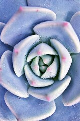 Macro succulent Cactus plant ,Echeveria elegans ,Rose Cabbage ,thick-leaved rosettes ,Echeveria Apus ,Shaped rose petals ,family Crassulaceae flowering plant ,hen and chicks ,Echevelia gibbiflora 